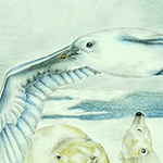 Elfenbeinm&ouml;we, Pagophila eburnea, Ivory Gull, Mouette blanche